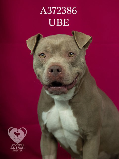 UBE - Pit Bull Terrier available for adoption