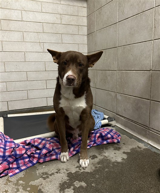 Australian Kelpie