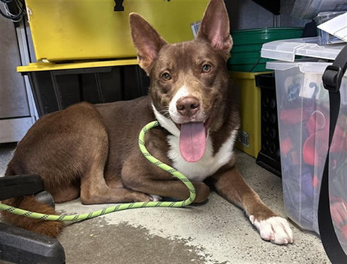 TIMON, an adoptable Australian Kelpie in Stockton, CA