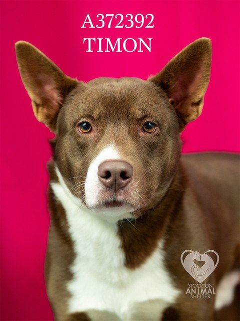 TIMON Image