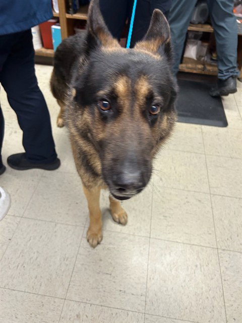 German Shepherd