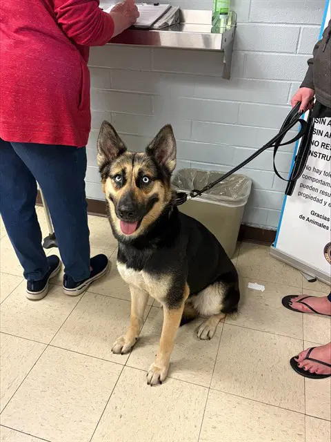 Beauty - German Shepherd Dog