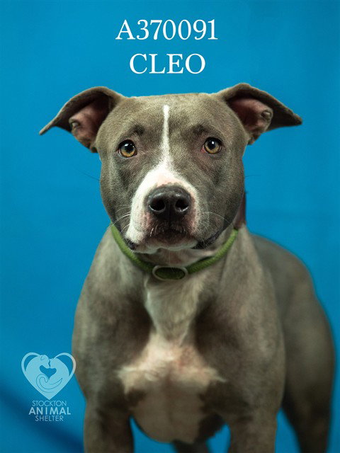 Cleo