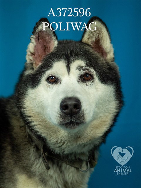 Siberian Husky