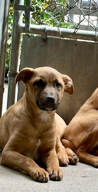 ALAKAZAM, an adoptable Rhodesian Ridgeback in Stockton, CA