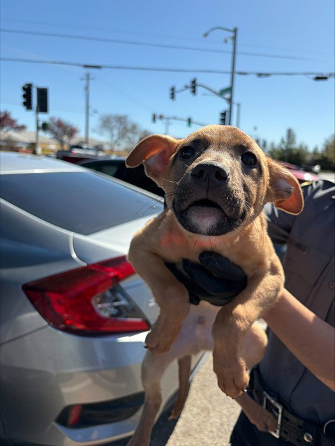 Rhodesian Ridgeback