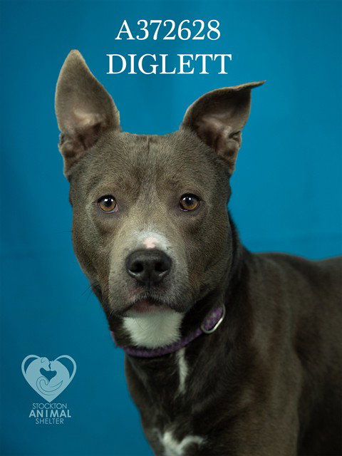 Pit Bull