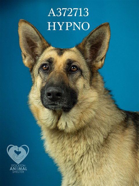 HYPNO - German Shepherd Dog available for adoption