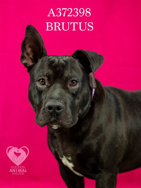 BRUTUS Image