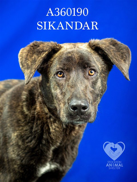 SIKANDAR Image