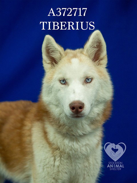 TIBERIUS Image