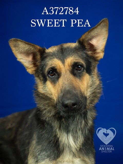 SWEET PEA Image