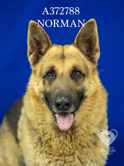 NORMAN Image