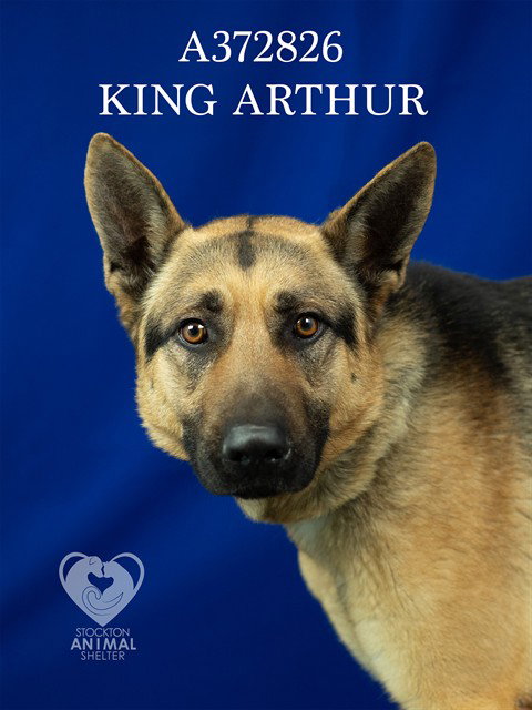 KING ARTHUR Image