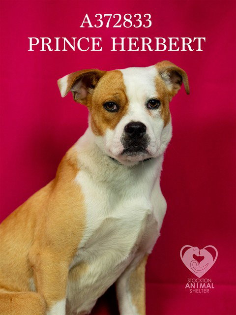 PRINCE HERBERT Image