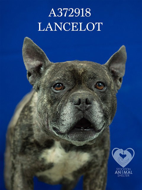 LANCELOT Image