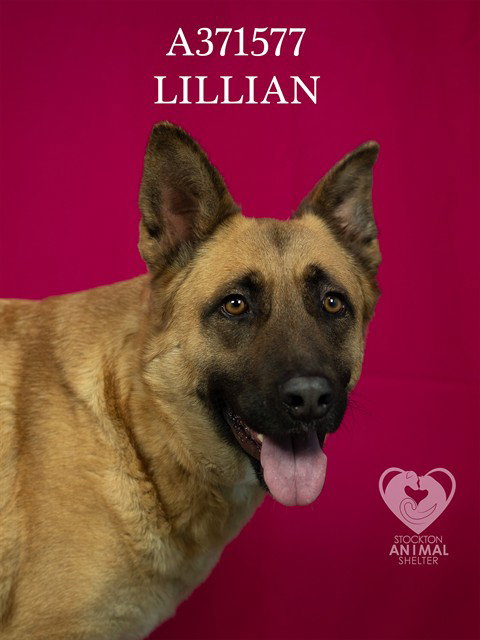 LILLIAN Image