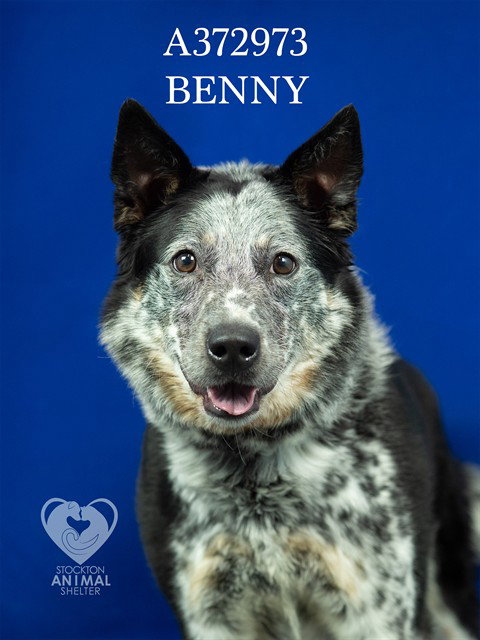 BENNY Image