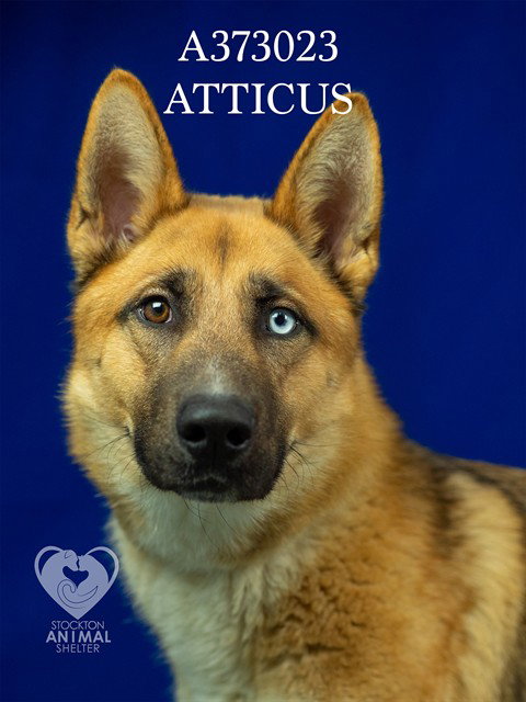 ATTICUS Image