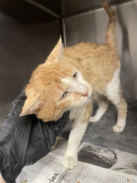 CAPTAIN KRUNCH, an adoptable Domestic Short Hair in Stockton, CA