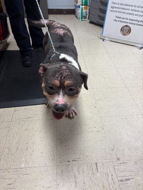 TINKERBELL, an adoptable Pit Bull Terrier in Stockton, CA