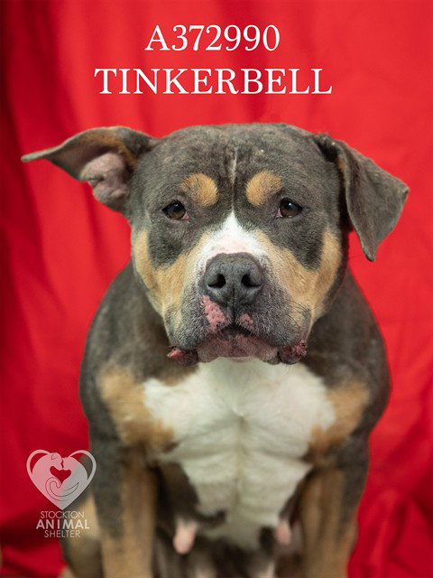 TINKERBELL Image