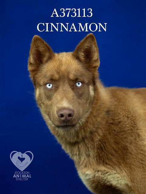 CINNAMON Image