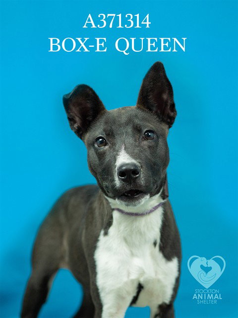 BOX-E QUEEN, an adoptable Pit Bull Terrier in Stockton, CA
