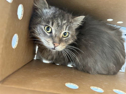 HERCULES, Adult Domestic Long Hair (medium coat), cat for adoption in Oakley, California