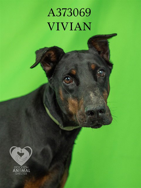 VIVIAN Image