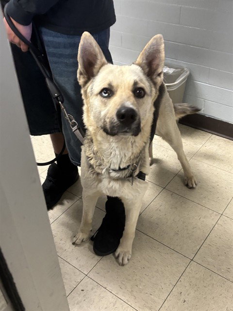 KAI, an adoptable German Shepherd Dog in Stockton, CA