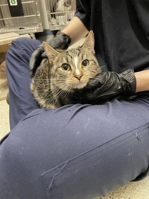picture of the cat needing adoption