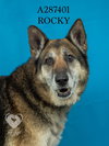 ROCKY - Photo 1