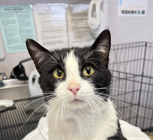 TED - Domestic Short Hair for adoption in Stockton