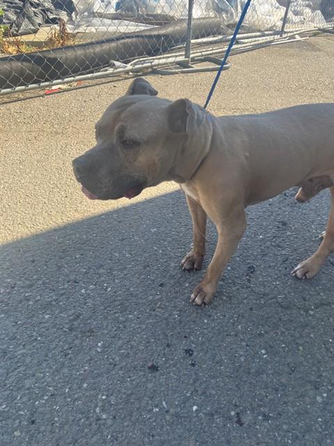 COTTONTAIL - Pit Bull Terrier available for adoption