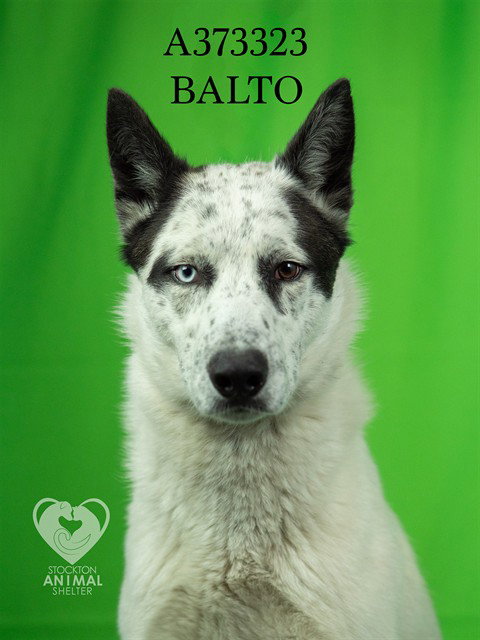 BALTO Image