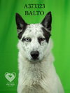 BALTO - Photo 1