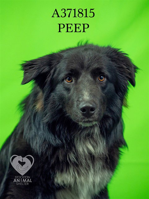 PEEP Image