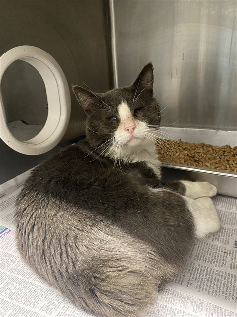 RANDY - Domestic Short Hair available for adoption