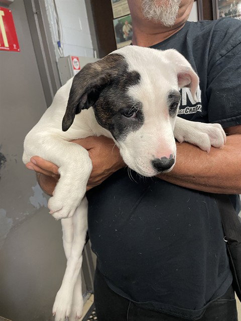CHLOE, an adoptable Pit Bull Terrier in Stockton, CA