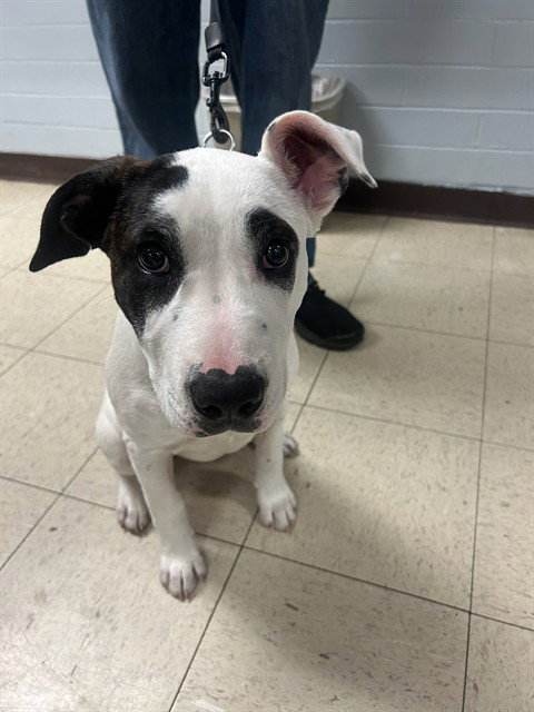 CHLOE - Pit Bull Terrier available for adoption