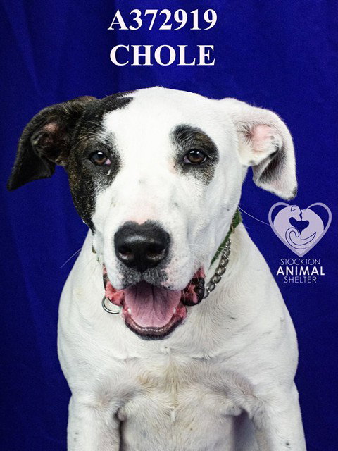 CHLOE