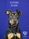 SUSIE - Photo 1
