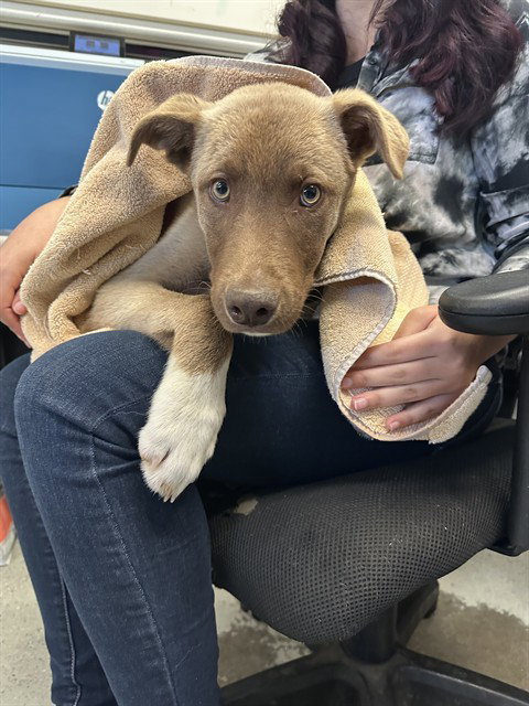 picture of the dog needing adoption