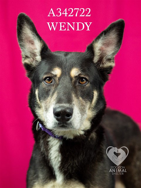 picture of the dog needing adoption