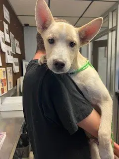 Unknown - Siberian Husky