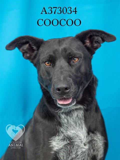 picture of the dog needing adoption