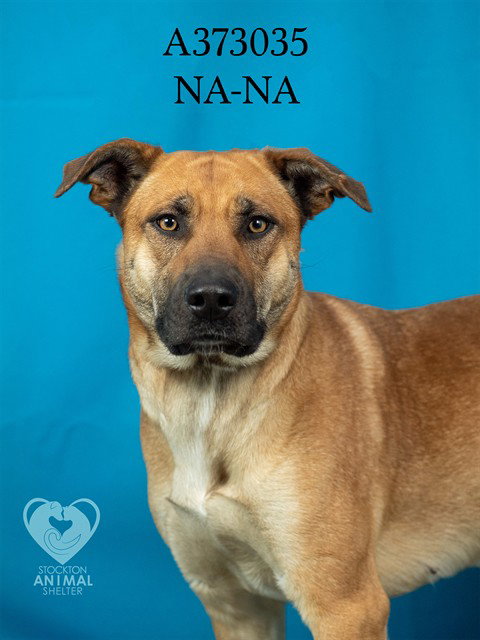 NA-NA, an adoptable Labrador Retriever in Stockton, CA