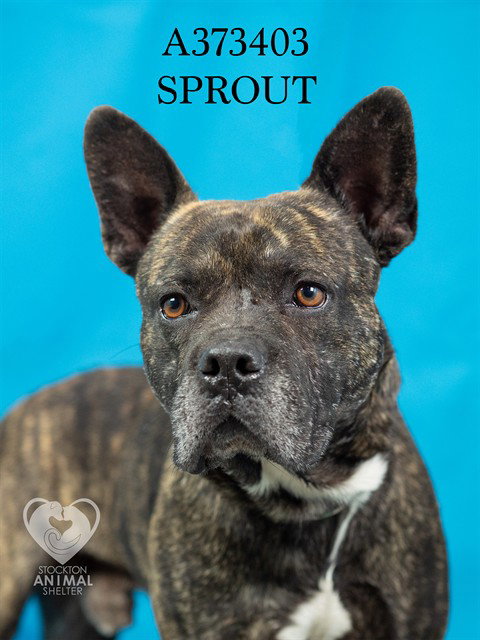 picture of the dog needing adoption