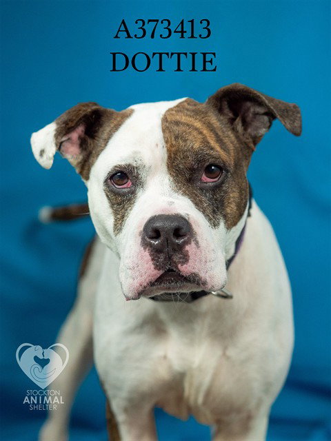 DOTTIE, an adoptable American Bulldog in Stockton, CA